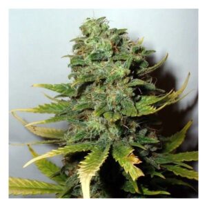 Super Skunk Semilla Feminizada