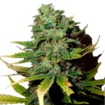 Blue Dream Semillas Feminizadas