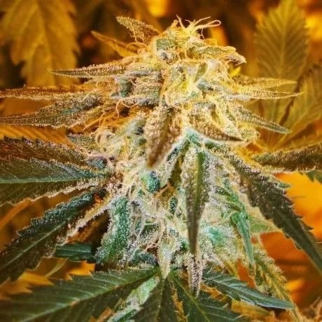 semillas autoflorecientes marihuana