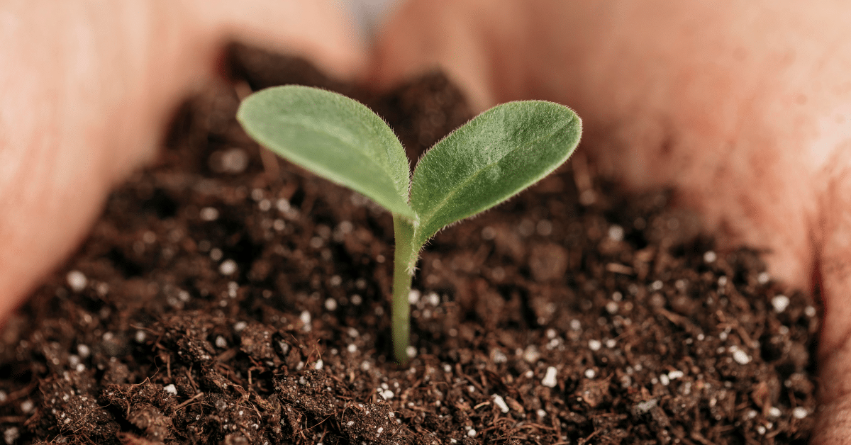 como plantar semillas feminizadas