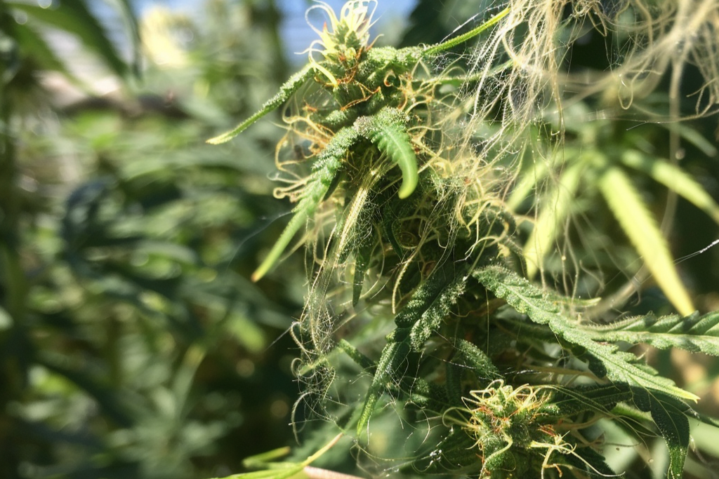 Cómo Identificar y Tratar Plagas Comunes en el Cultivo de Cannabis