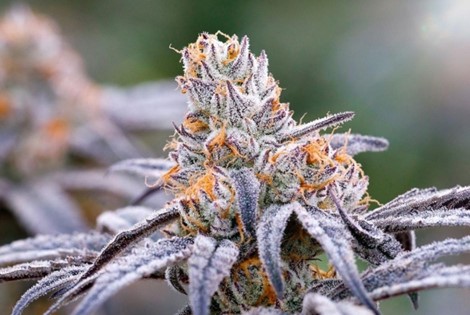 ¿Que Tal Cultivar Tricomas? Hemos Seleccionado para Ustedes Las Mejores Strains para Cultivar Tricomas